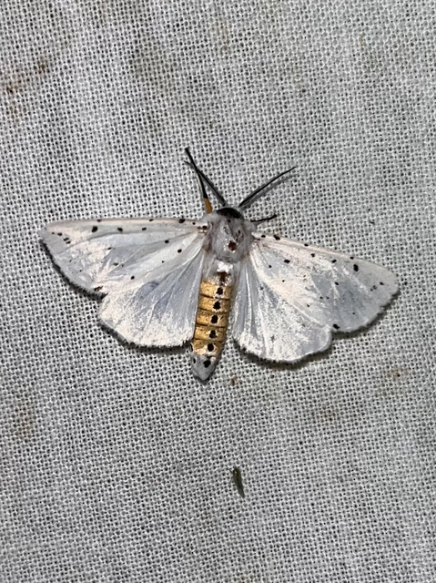 Spilosoma lubricipedum - tejszínű medvelepke