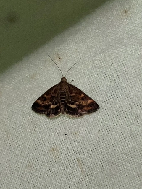 Pyrausta despicata - réti bíbormoly