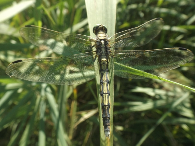 Orthetrum albistylum - fehérfarkú pásztorszitakötő