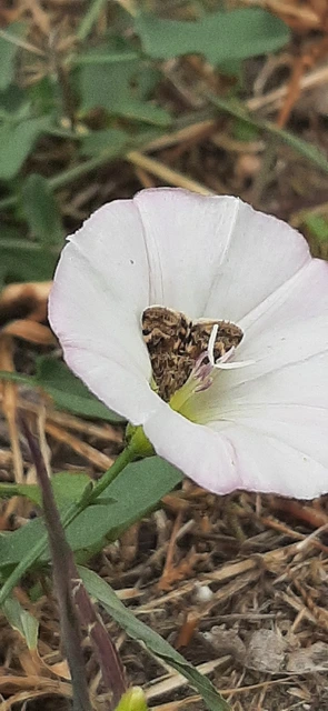 Aporodes floralis - articsókaevő tűzmoly