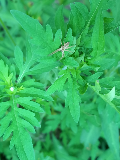 Pisaura mirabilis - csodáspók