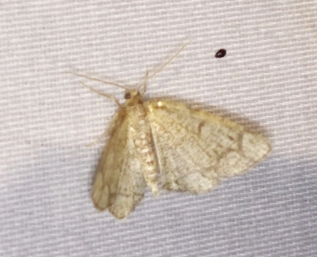 Stegania cararia - gyűrűs nyáraraszoló