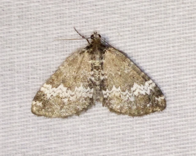 Perizoma alchemillata - árvacsalán-araszoló