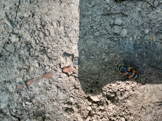 Nicrophorus
