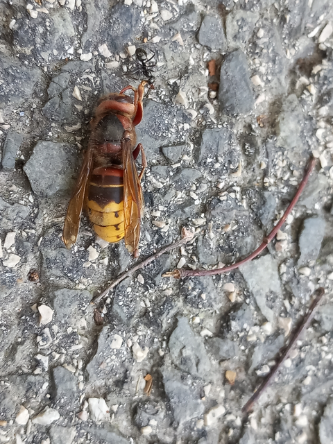 Vespa crabro - lódarázs