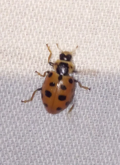 Hippodamia tredecimpunctata - mocsári katica