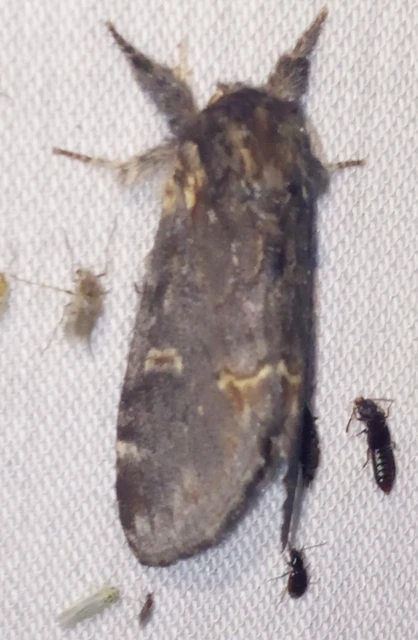 Notodonta dromedarius - tevehátú púposszövő