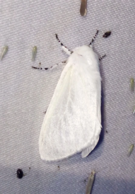Leucoma salicis - fűzfaszövő