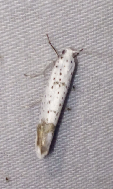 Yponomeuta