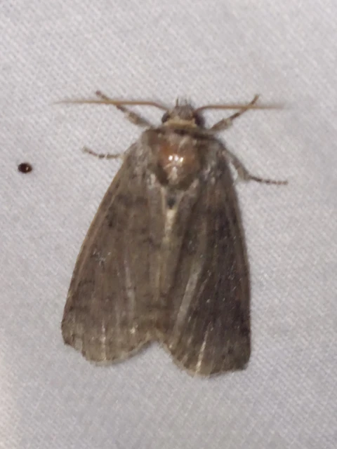 Tethea or - bélyeges pihésszövő