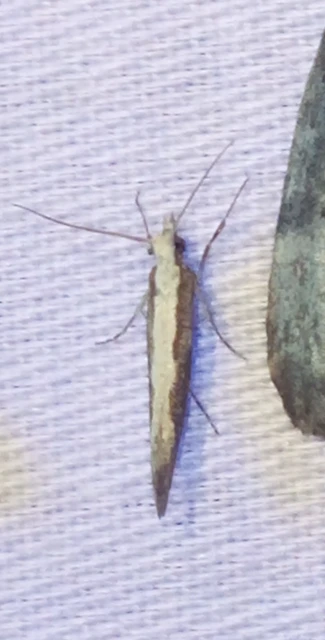 Plutella xylostella - káposztamoly