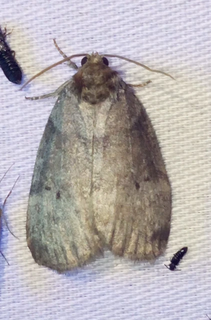 Ochropacha duplaris - égerlevél-pihésszövő