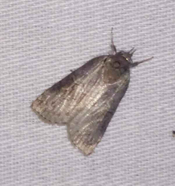 Nycteola asiatica - nyárfa-trapézbagoly