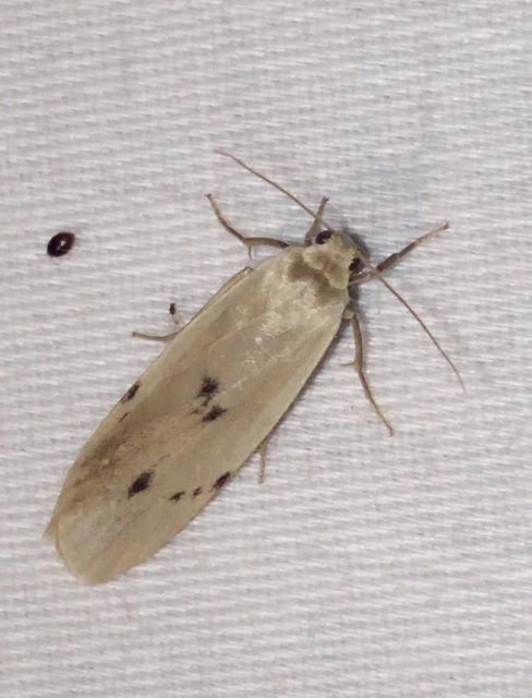 Pelosia muscerda - hamvas zuzmószövő