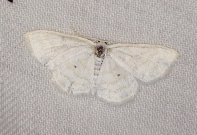 Scopula caricaria - mocsári fehéraraszoló