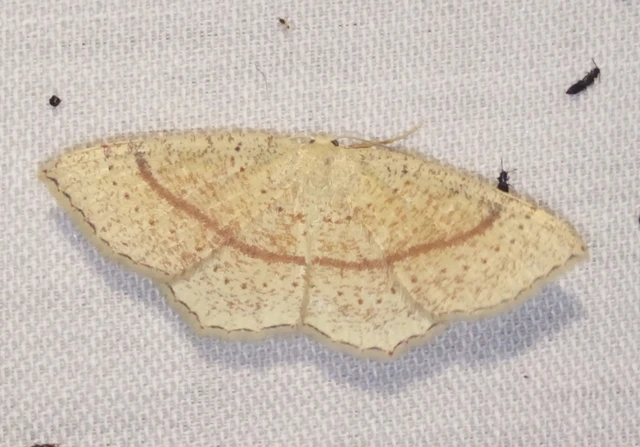 Cyclophora quercimontaria - tölgy-pettyesaraszoló