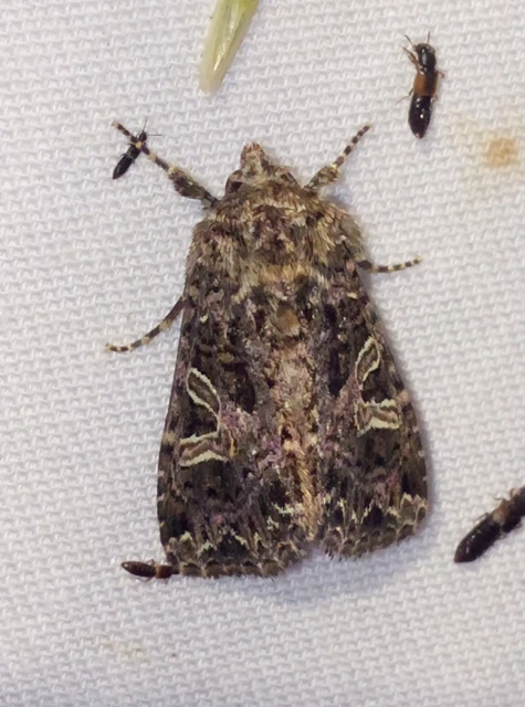 Sideridis rivularis - vörhenyes szegfűbagoly