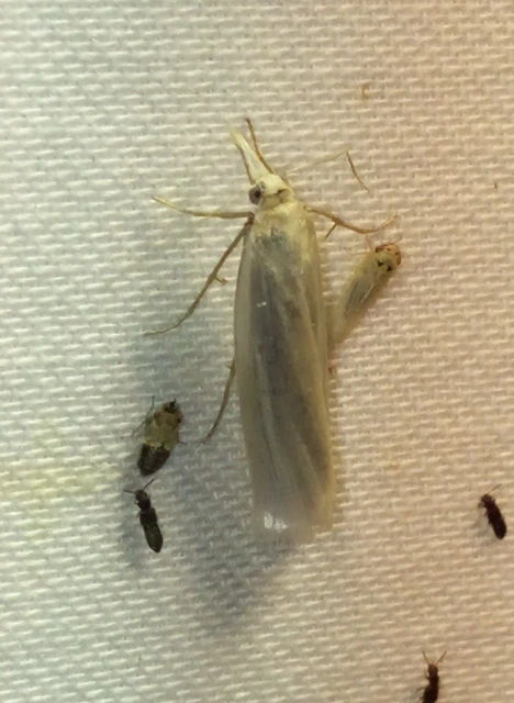 Crambus perlella - gyöngyházas fűgyökérmoly
