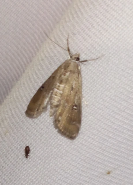 Parapoynx stratiotata - közönséges vízimoly