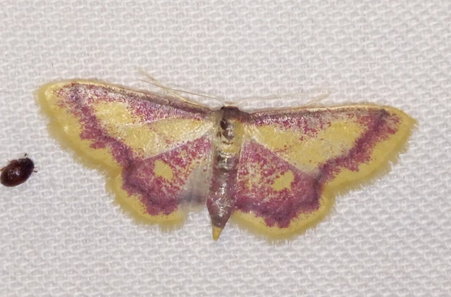 Idaea muricata - mocsári pirosaraszoló