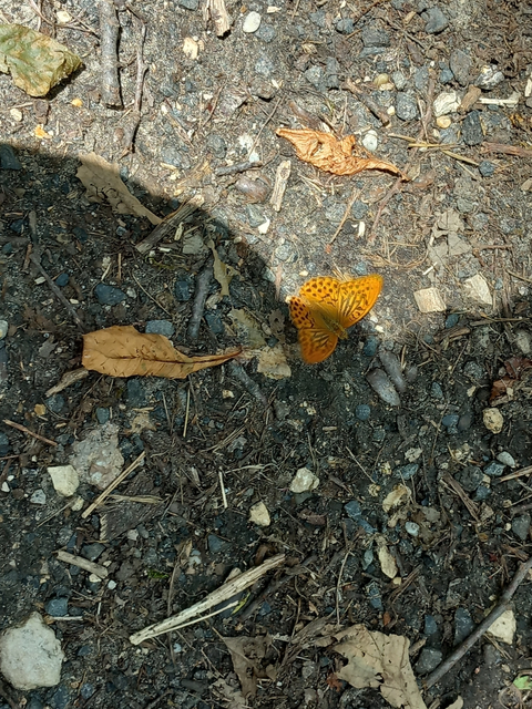 Argynnis paphia - nagy gyöngyházlepke
