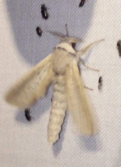 Phragmataecia castaneae - nádfúrólepke