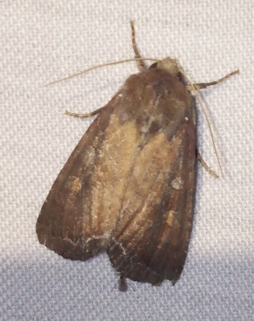 Lacanobia oleracea - saláta-kertibagoly