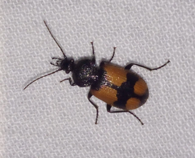 Panagaeus cruxmajor - nagy keresztesfutó