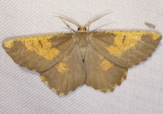 Angerona prunaria - sárga kökényaraszoló
