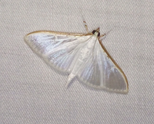 Palpita vitrealis - hófehér tűzmoly