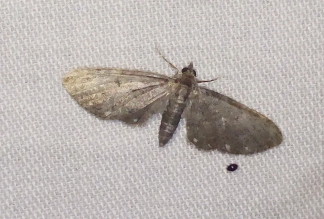 Eupithecia tripunctaria - fehérpontos törpearaszoló