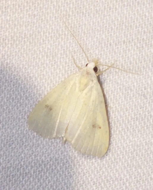 Rivula sericealis - selymes lórombagoly