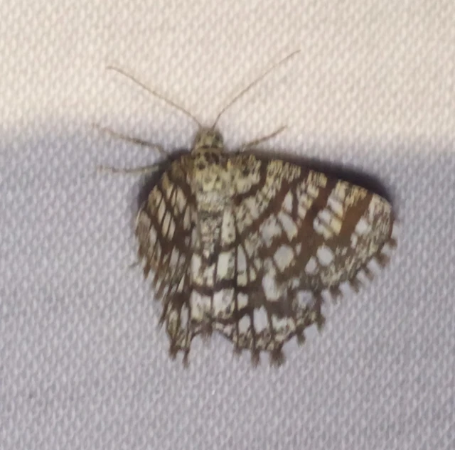 Chiasmia clathrata - rácsos rétiaraszoló