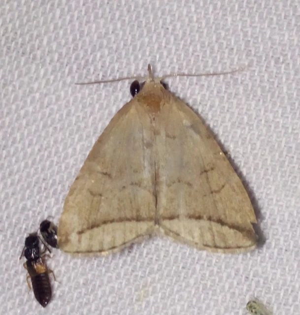Herminia grisealis - ligeti karcsúbagoly