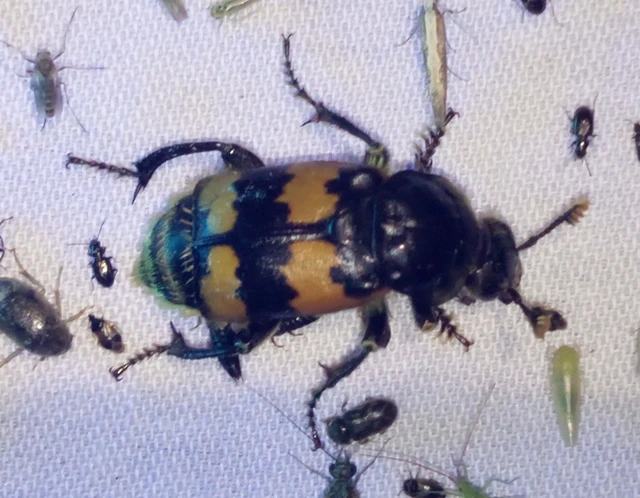 Nicrophorus vespillo - közönséges temetőbogár