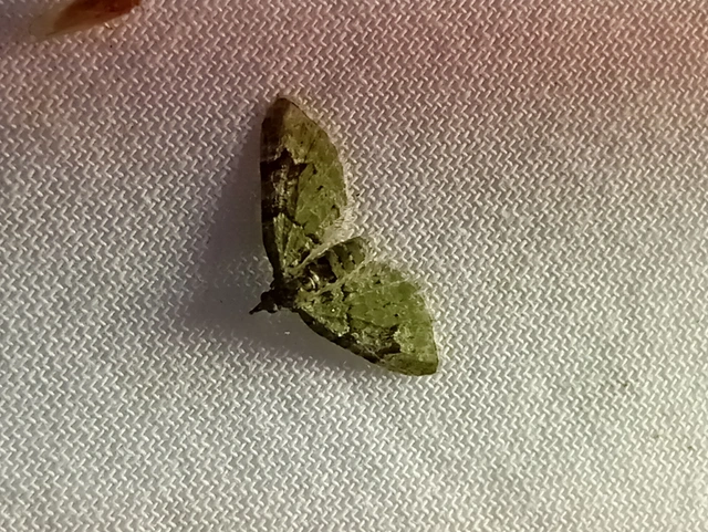 Chloroclystis v-ata - zöldes törpearaszoló