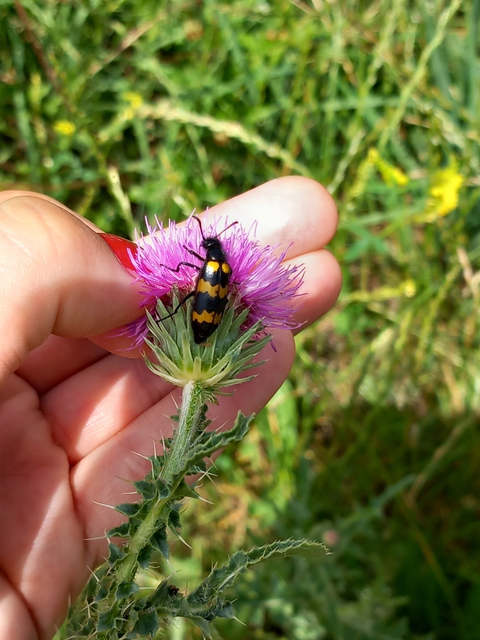 Mylabris variabilis - szalagos hólyaghúzó Mylabris variabilis - szalagos hólyaghúzó