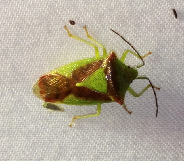 Acanthosoma haemorrhoidale - nagy dajkapoloska Acanthosoma haemorrhoidale - nagy dajkapoloska