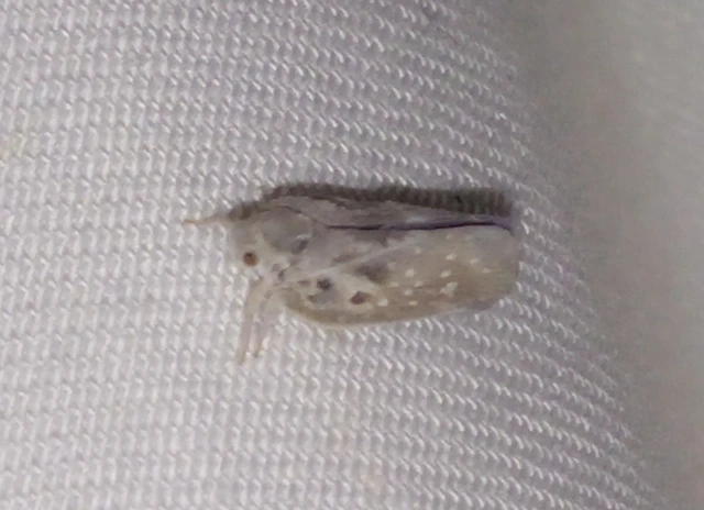 Metcalfa pruinosa - amerikai lepkekabóca