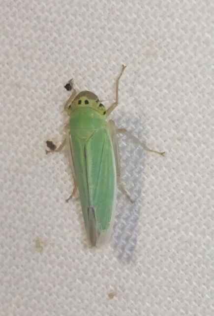 Cicadella viridis - méregzöld kabóca