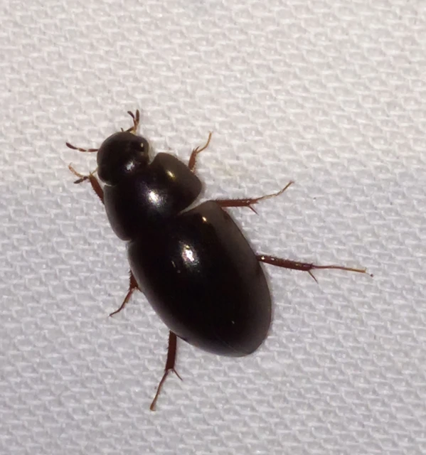 Limnoxenus niger - fekete csibor