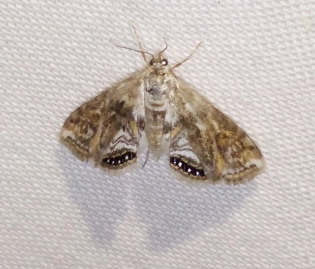 Cataclysta lemnata - békalencsemoly