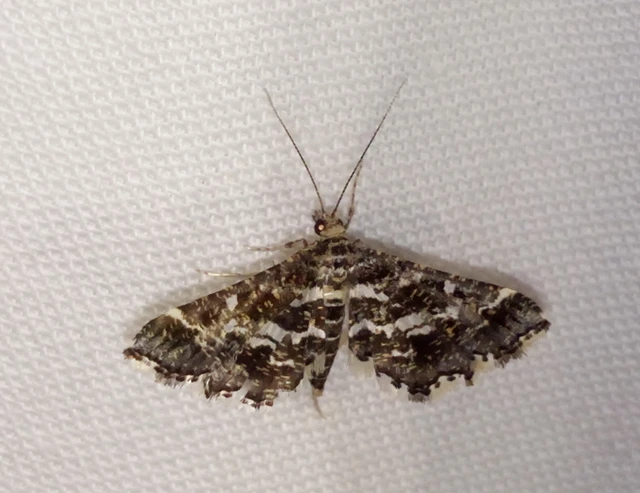 Diasemiopsis ramburialis - moszatpáfrány-tűzmoly