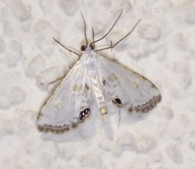 Cataclysta lemnata - békalencsemoly