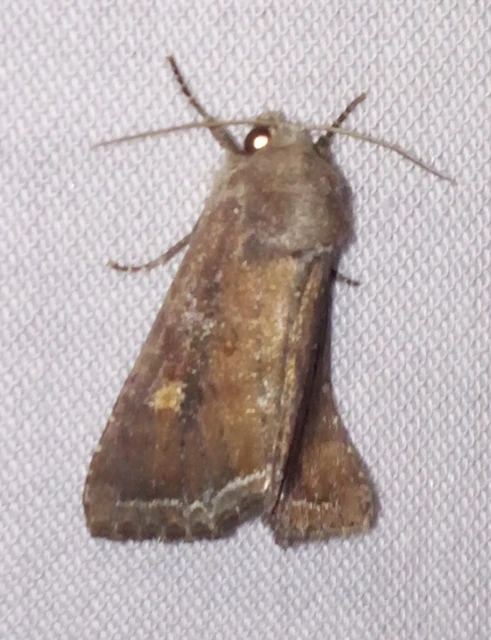 Lacanobia oleracea - saláta-kertibagoly