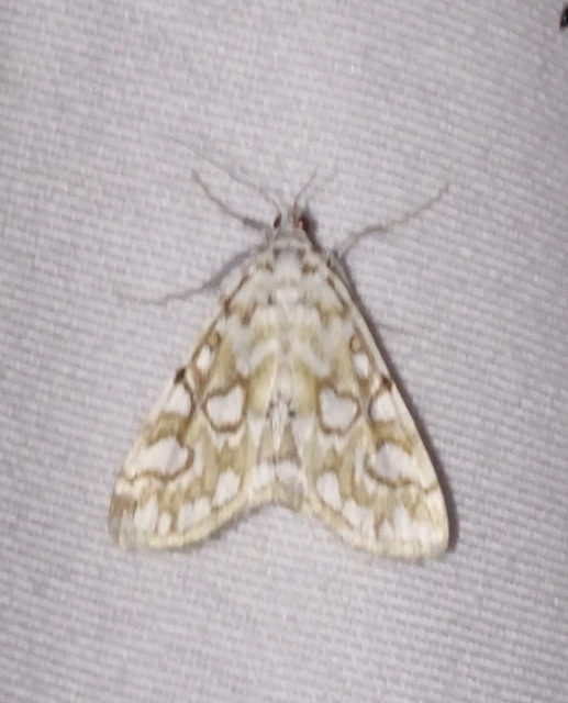 Elophila nymphaeata - tarka vízimoly