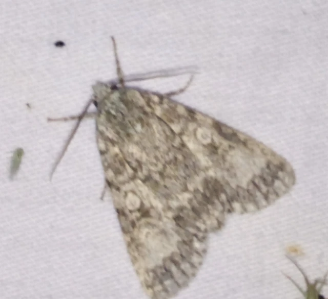 Acronicta megacephala - nagyfejű szigonyosbagoly
