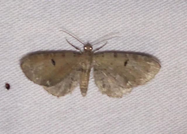 Eupithecia absinthiata - üröm-törpearaszoló