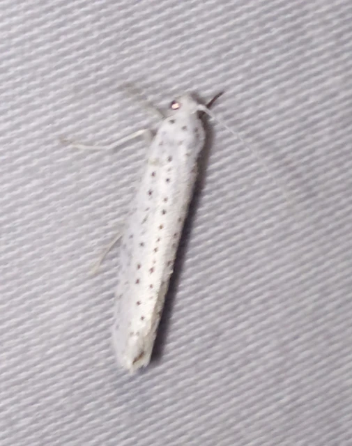 Yponomeuta evonymella - pókhálós májusfamoly
