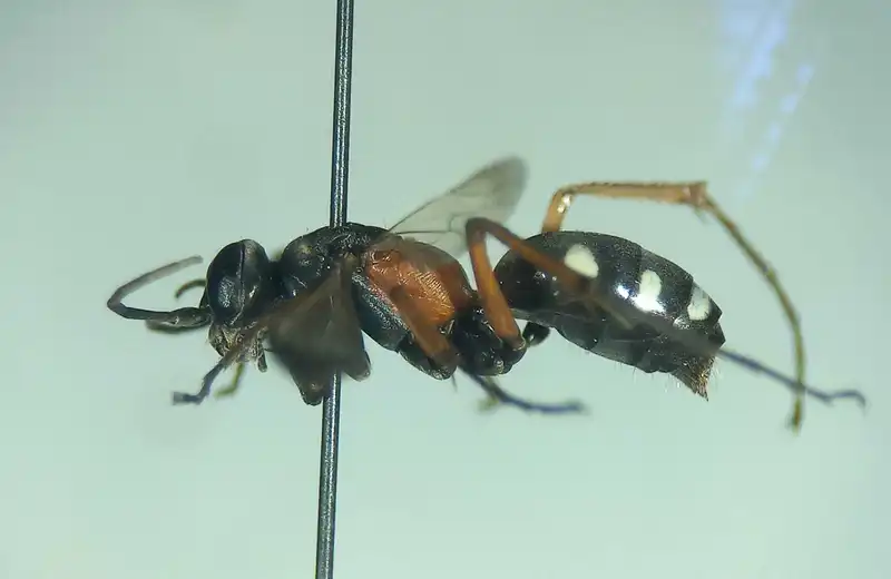 Cryptocheilus fabricii